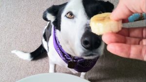 Frutas que cães não podem comer