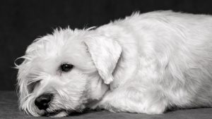Saúde mental dos pets