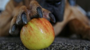 Frutas que cães não podem comer