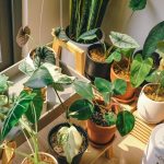 Plantas que ajudam a refrescar a casa