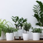 Plantas que precisam de pouca água
