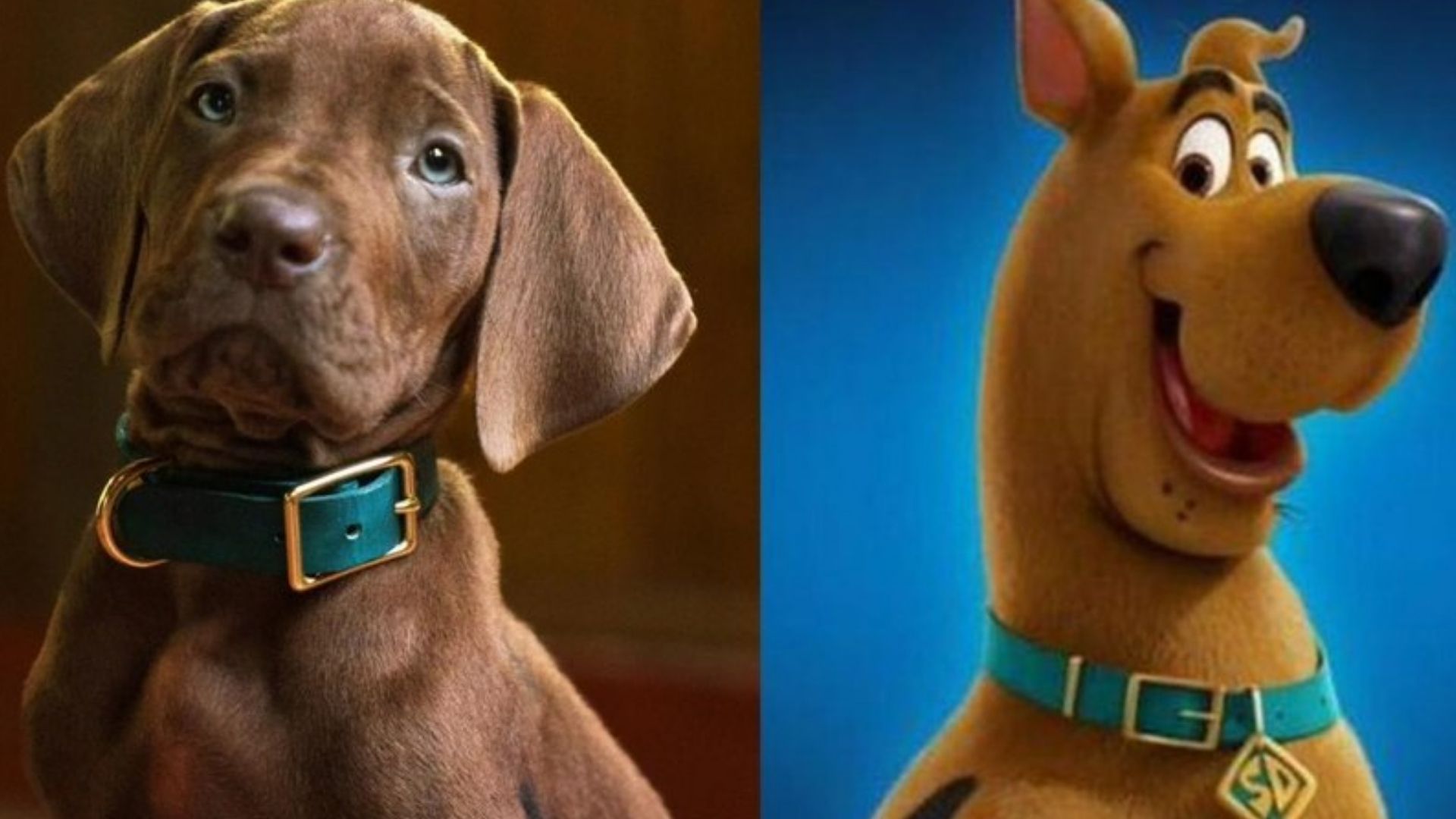 Scooby-Doo ganha série live-action na Netflix com cachorro real e encanta  fãs - Bons Fluidos