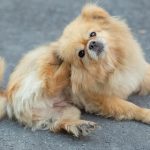 ouvido-pets