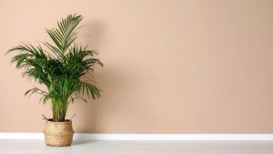 Plantas que ajudam a refrescar a casa