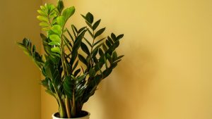 Plantas que precisam de pouca água