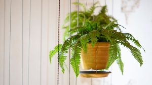 Plantas que ajudam a refrescar a casa