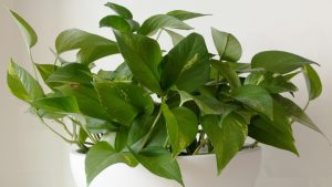 Plantas que não morrem facilmente cultivadas em vasos dentro de casa.