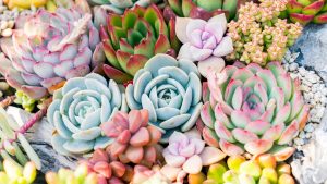 Plantas que não morrem