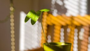 Plantas crescem tortas