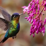 árvores para atrair beija-flores