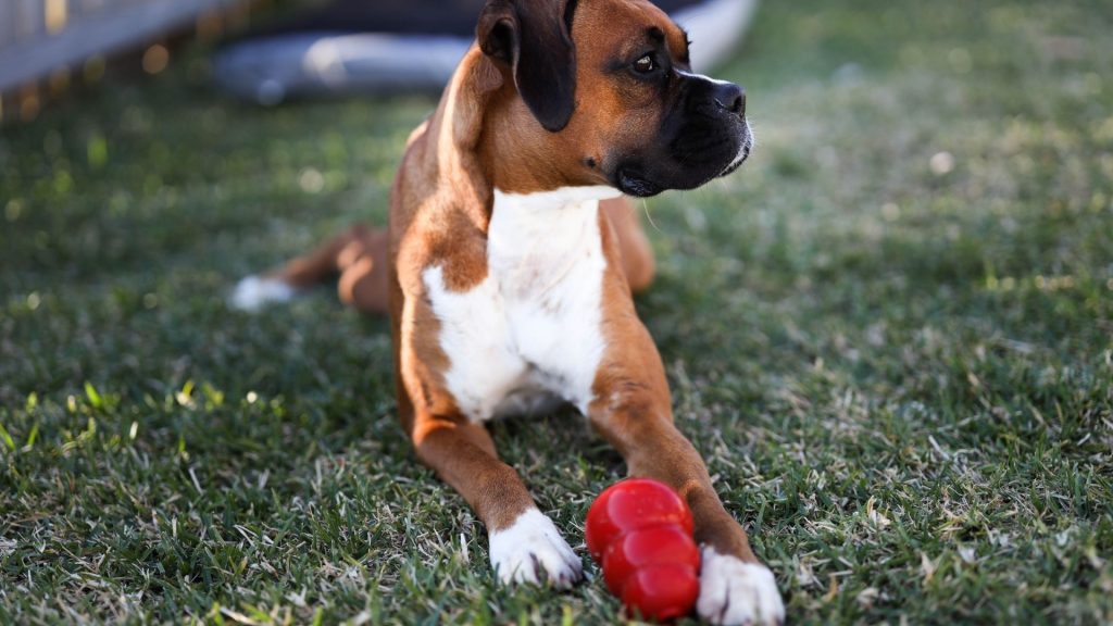 Brinquedos interativos para pets