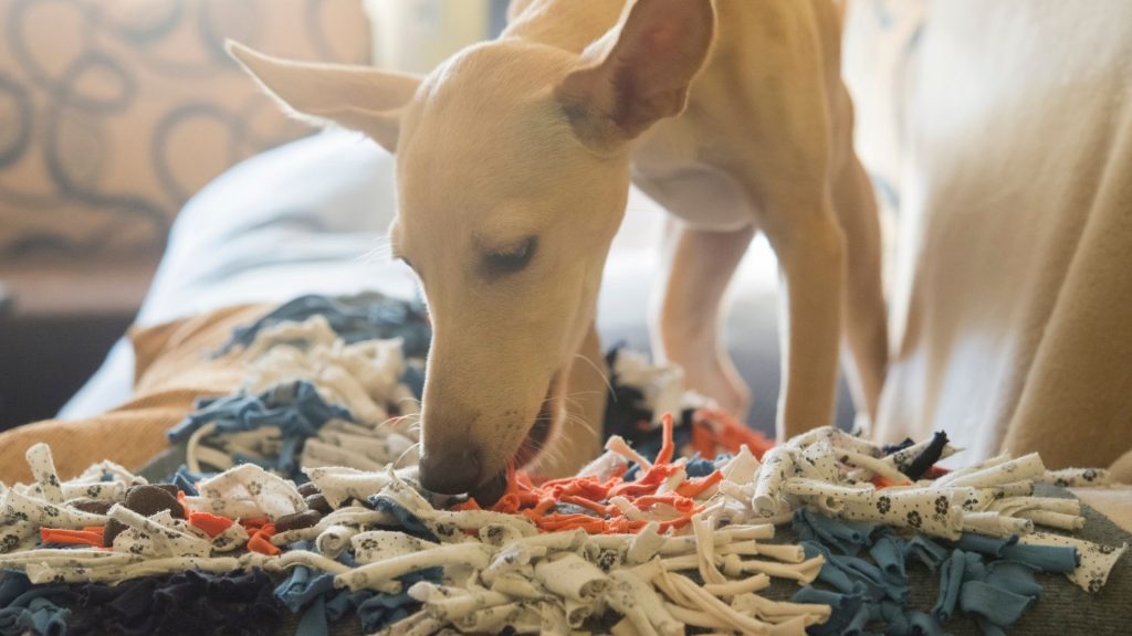 Brinquedos interativos para pets