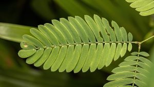 Planta que dorme