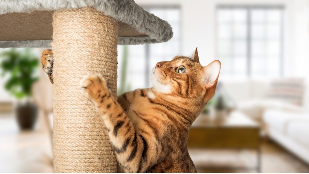 Brinquedos interativos para pets