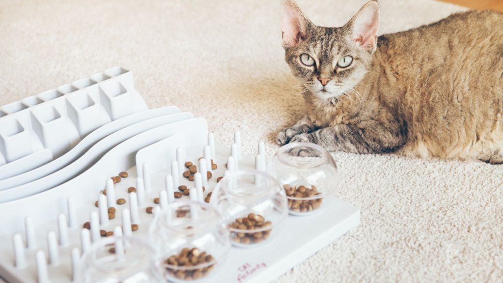 Brinquedos interativos para pets
