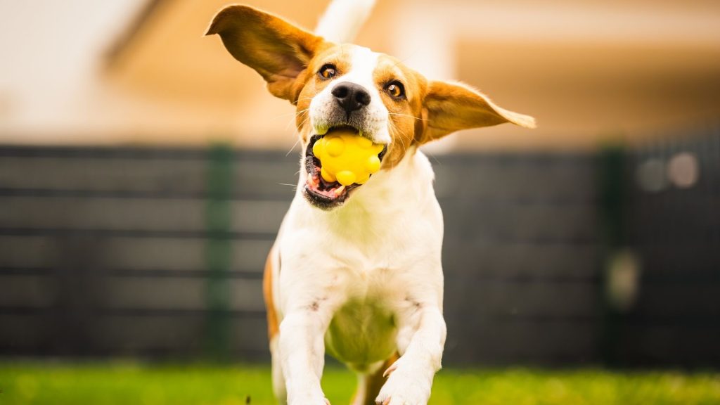 Brinquedos interativos para pets