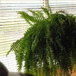 plantas para decorar a casa