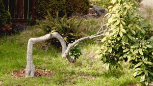 Plantas crescem tortas