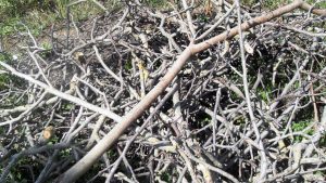 Atrair vagalumes para o jardim
