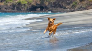 cães-e-natureza