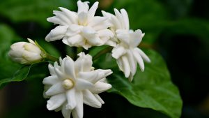 Plantas perfumadas à noite