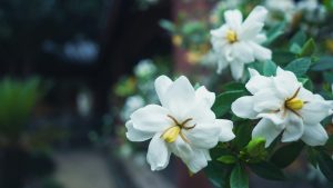 Plantas perfumadas à noite