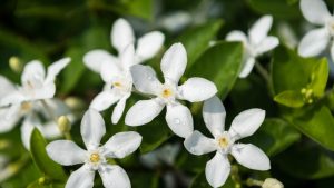 Plantas perfumadas à noite
