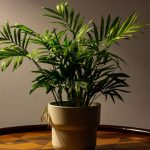 Plantas para vasos rasos