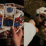 pet-tarot