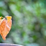 Estresse nas plantas