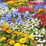 Plantas que florecen no inverno