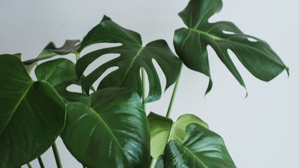 Plantas para apartamento