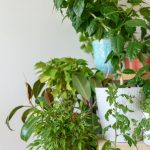 Plantas crescem melhor juntas