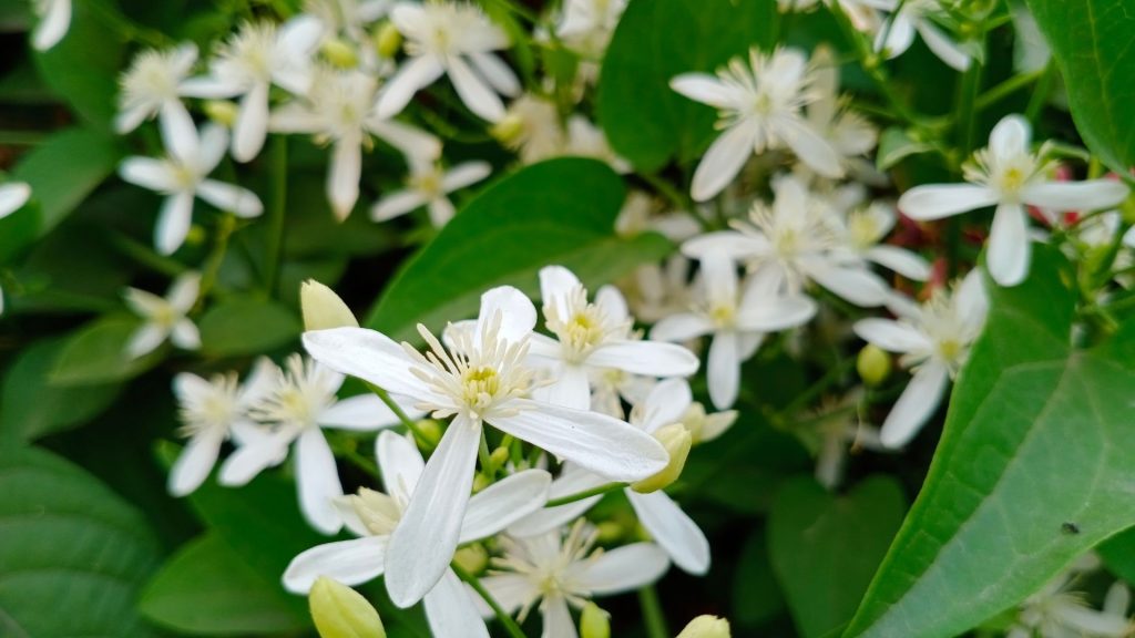 Plantas perfumadas