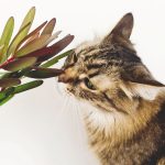 Plantas pet friendly